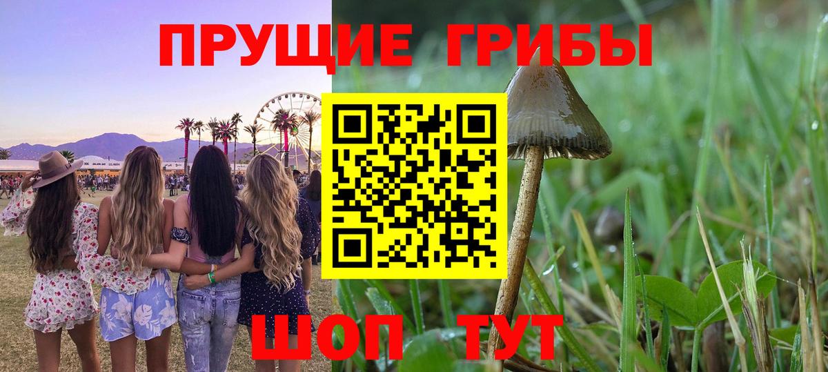 магазин    Вход с VPN  Королёв  Галлюциногенные грибы Cubensis 